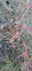Eriogonum wrightii dentatum