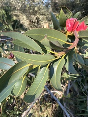 Eucalyptus tetraptera