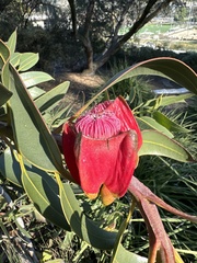 Eucalyptus tetraptera