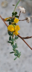 Acmispon watsonii
