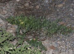 Acleisanthes longiflora