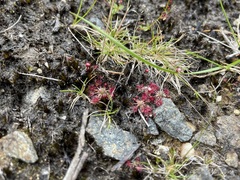 Drosera pygmaea