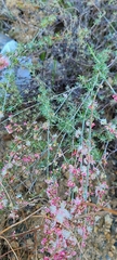 Eriogonum wrightii dentatum