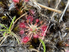 Drosera pygmaea