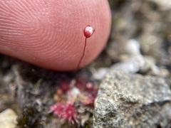 Drosera pygmaea