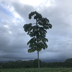Cecropia peltata