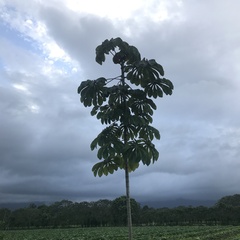 Cecropia obtusifolia image