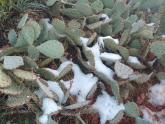 Opuntia arizonica