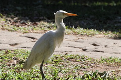 Bubulcus ibis coromandus