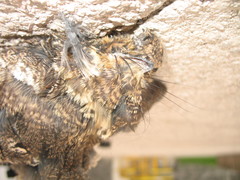 Antrostomus arizonae