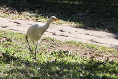 Bubulcus ibis coromandus
