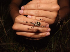 Argiope argentata