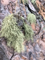 Usnea subfloridana