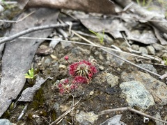 Drosera pygmaea