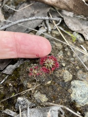 Drosera pygmaea