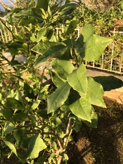 Laurus nobilis