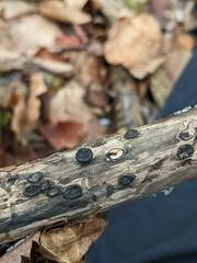 Biscogniauxia marginata