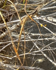 Liolaemus chiliensis
