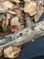 Biscogniauxia marginata