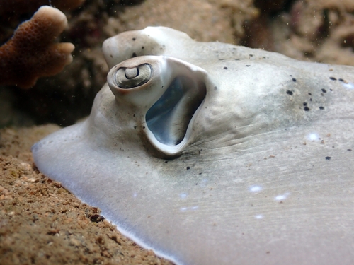 Coral Sea Maskray, photo 9 of 10