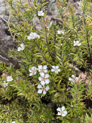 Leptospermum riparium, photograph 2