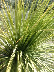 Dasylirion leiophyllum