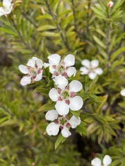 (c) Matt Berger, some rights reserved (CC BY) Leptospermum riparium, photograph (c) Matt Berger, some rights reserved (CC BY)