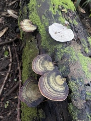Microporus affinis