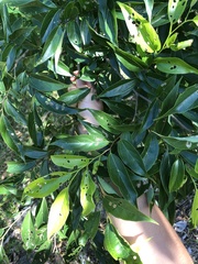 Celtis tetrandra