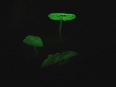 Mycena chlorophos
