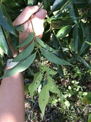 Celtis tetrandra