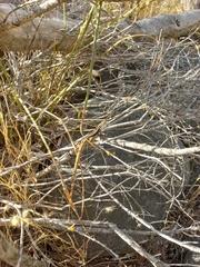 Liolaemus chiliensis