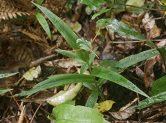 Pterostylis australis