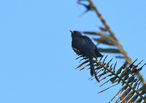 Fork-tailed Drongo-Cuckoo (Surniculus dicruroides), photo 10