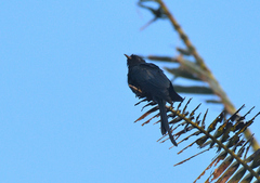 Surniculus dicruroides