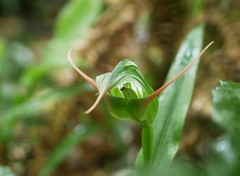 Pterostylis australis