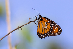 Danaus gilippus gilippus