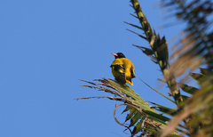 Oriolus xanthornus
