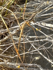 Liolaemus chiliensis