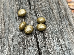 Sylvilagus aquaticus