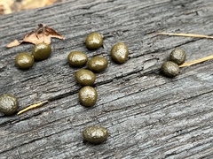 Sylvilagus aquaticus