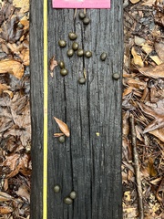 Sylvilagus aquaticus