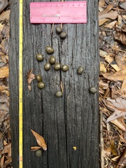 Sylvilagus aquaticus