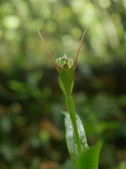 Pterostylis australis