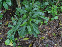 Buchanania arborescens