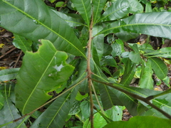Buchanania arborescens