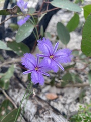 Thysanotus racemoides
