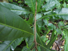 Buchanania arborescens