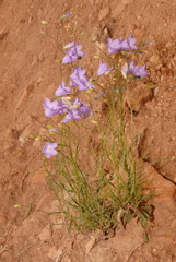 Campanula rotundifolia