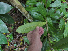 Buchanania arborescens